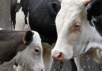 Возможности ветслужбы для борьбы с инфекцией скота будут усилены