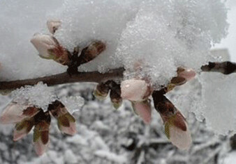 Снежная погода отрицательно повлияет на урожайность плодовых деревьев 