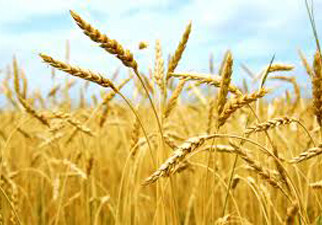 В Азербайджане произведено 2,4 млн. тонн зерна