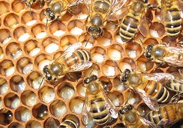 В Азербайджане будет создан генофонд пчел