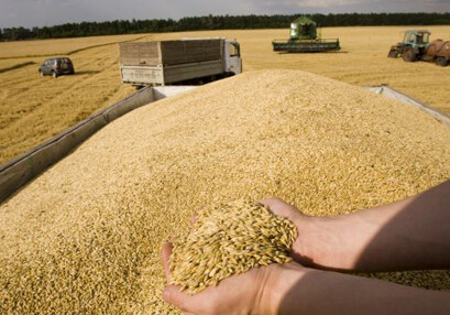 Освобождение импорта пшеницы и муки от НДС повысит конкурентоспособность азербайджанской продукции
