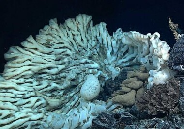 В Тихом океане обнаружена самая большая губка в мире