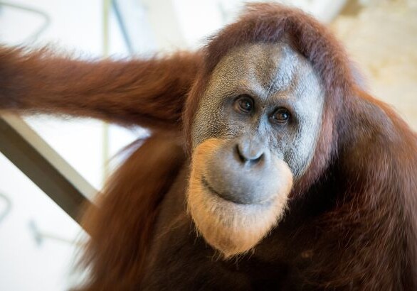 Орангутана впервые обучили человеческим звукам (Видео)