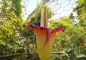 В Бельгии распустился самый большой в мире цветок