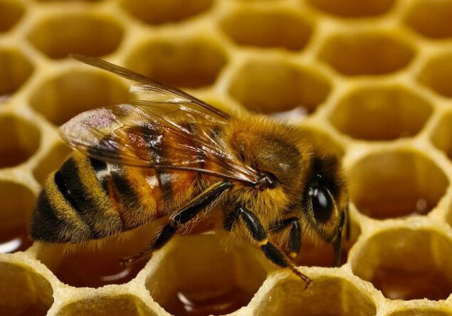 Азербайджан приступил к искусственному выведению чистокровных пчеломаток 