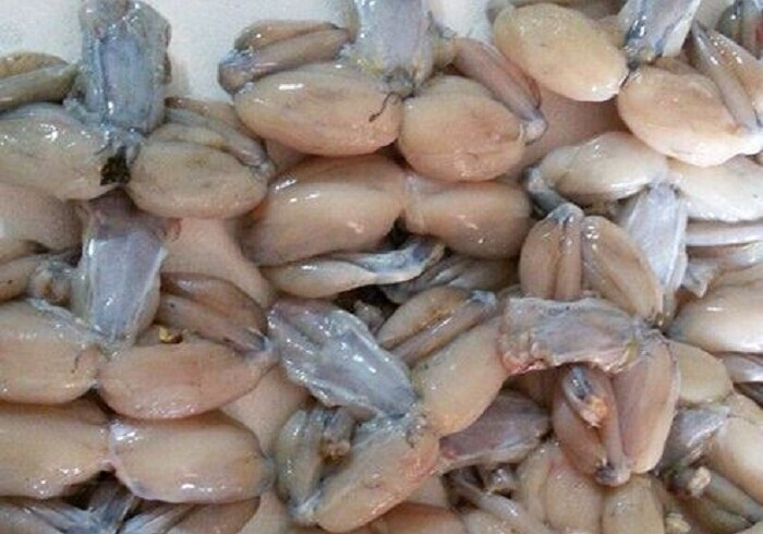 Азербайджан начал экспорт лягушатины (Фото)