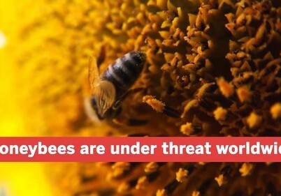 Японские ученые представили беспилотник-пчелу (Видео)