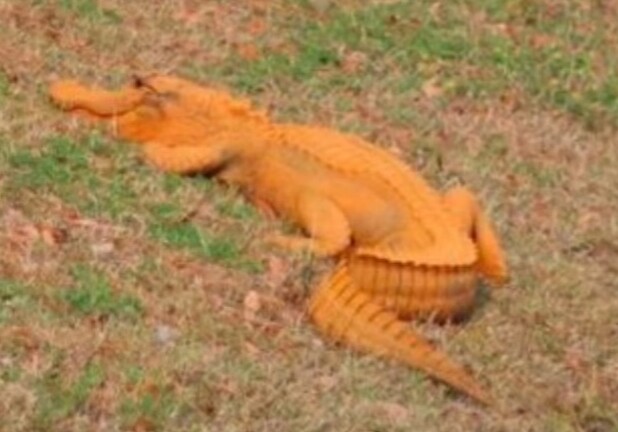 В Южной Каролине обнаружили оранжевого аллигатора (Видео)
