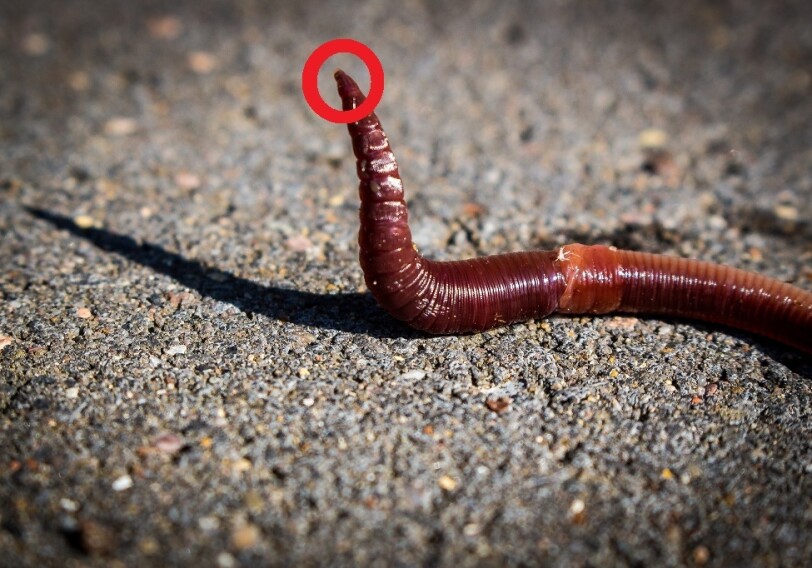 Ученый выиграл грант на создание косметики из помета червей