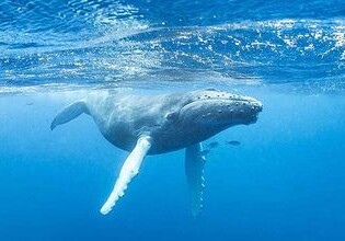 Ученые показали Антарктику глазами кита (Видео)
