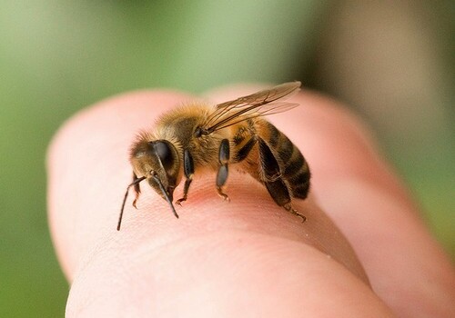 Ученые: пчелиный яд сдерживает рост раковых клеток и понижает количество сахара в крови