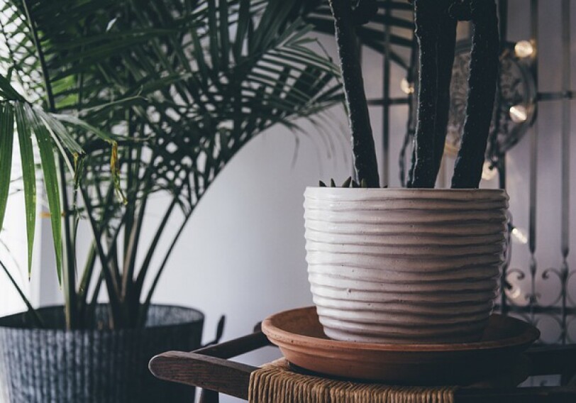 Какие комнатные растения приносят пользу для вашего дома?