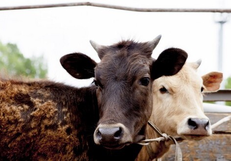 Коровы могут спасти человечество от ВИЧ