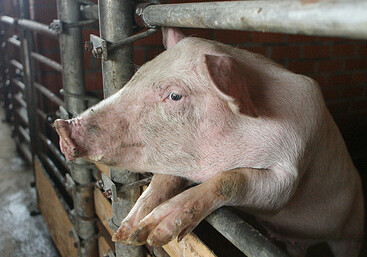 Биологи впервые вырастили свиней с «очеловеченными» органами 