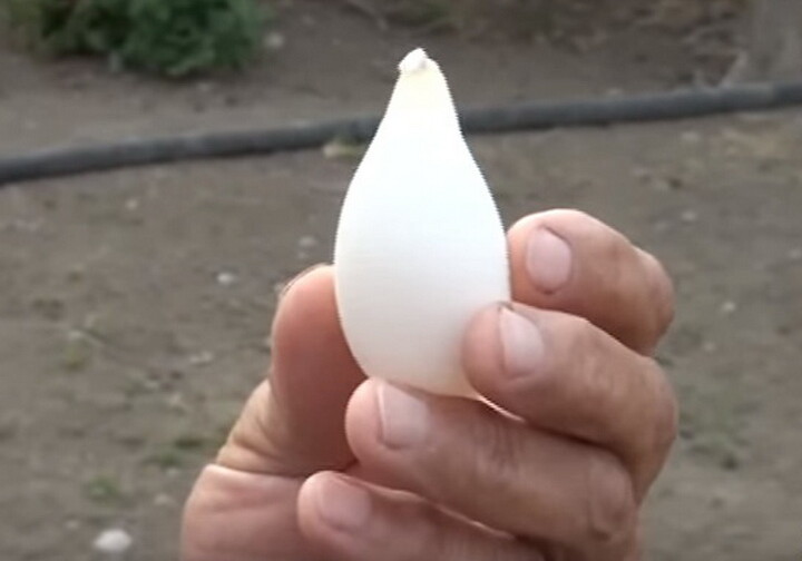 В Геранбое курица снесла необычное яйцо (Видео)