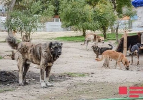 В Баку на бродячих собак будут вешать бирки