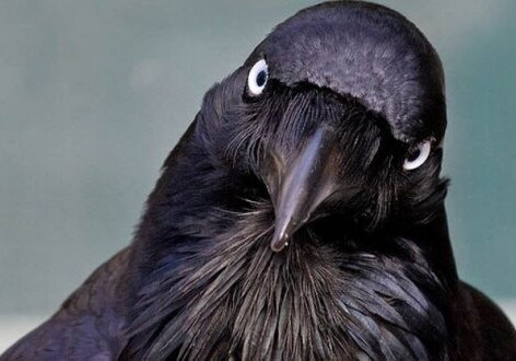 ТОП-10: Невероятные факты о воронах