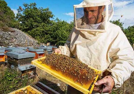 «Сладкое золото»: BP и партнеры представили проект по развитию пчеловодства в Азербайджане 