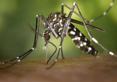 ТОП-25: Факты о комарах, которые вы могли не знать