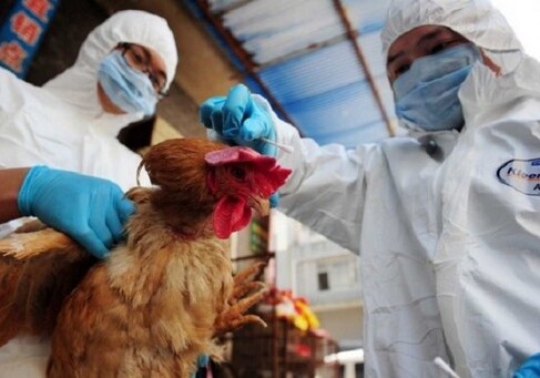 В Китае зафиксирован первый случай заражения человека птичьи гриппом H7N4