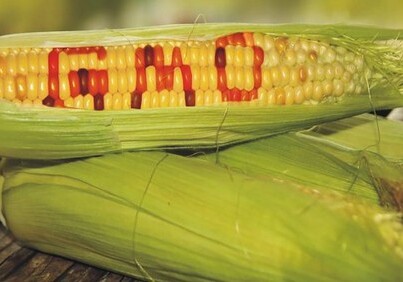 Ученые: ГМ-кукуруза полезна для здоровья человека
