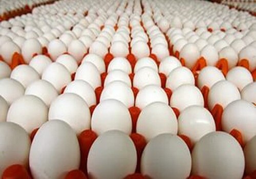 Из-за вспышки сальмонеллеза в США из продажи изъяли 207 млн яиц