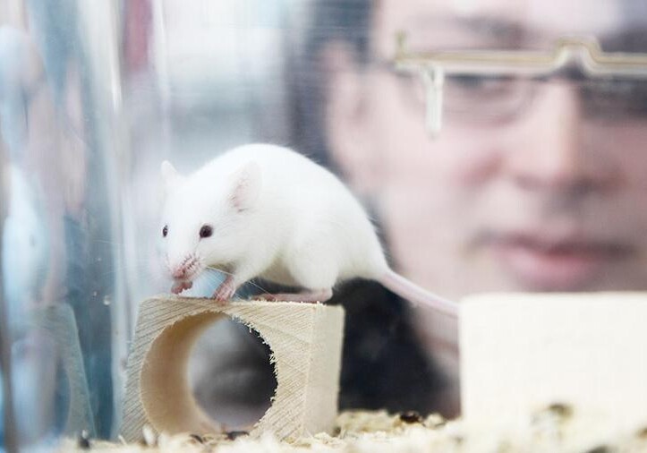 Биологи пересадили мышам клетки человеческого мозга