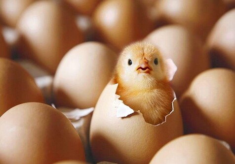 Ученые из Канады разгадали «загадку» яйца и курицы