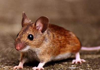 В Индии мыши сгрызли в банкомате свыше 1 млн рупий