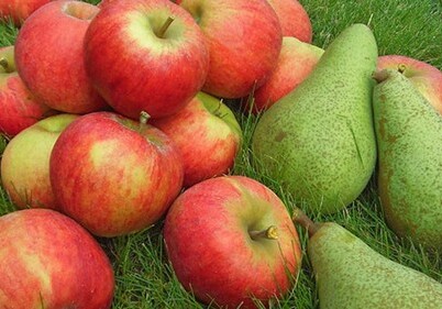 В Дагестан не пропустили 73 тонны фруктов из Азербайджана