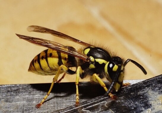 Ученые: пчелы и осы распознают человеческие лица