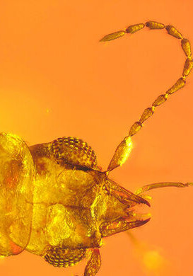 В янтаре найден жук-опылитель возрастом 99 млн лет