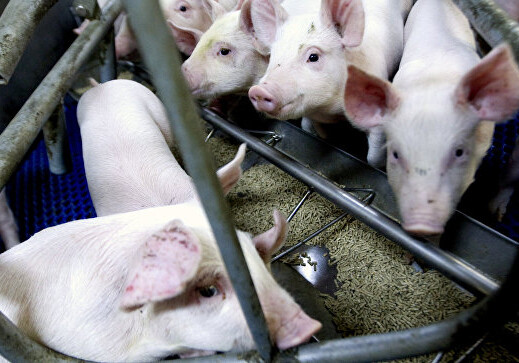 В десяти странах ЕС выявили «свиную чуму»