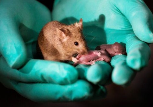 У однополой пары мышей появилось потомство