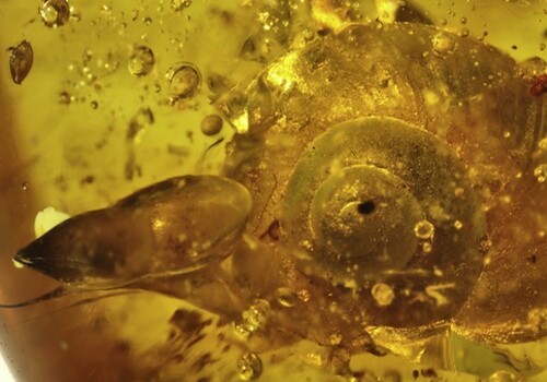 В янтаре обнаружили улитку возрастом 99 миллионов лет