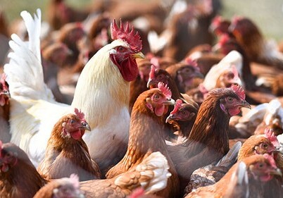 Введен запрет на ввоз в Азербайджан живой птицы и продукции птицеводства из Ирана