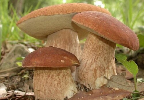 Белые грибы замедляют процессы старения – Ученые