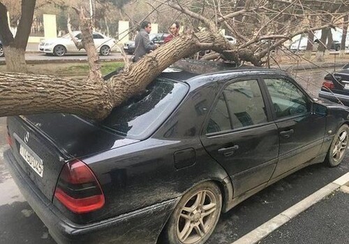 Разгул стихии в Баку: повалено около 100 деревьев, снесены крыши домов и повреждены электрические столбы (Фото)