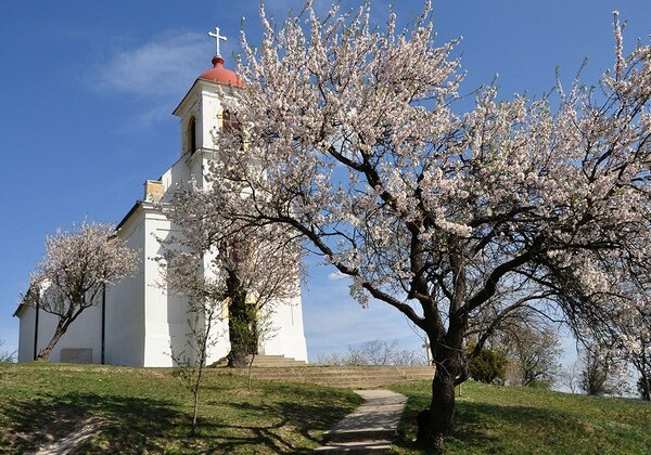 Миндальное дерево из Венгрии признано «Европейским деревом года»