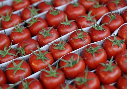 Россия не пропустила свыше 15 тонн томатов из Азербайджана