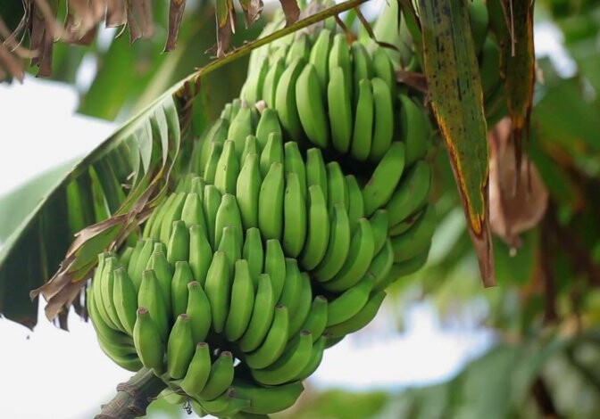 В Кюрдамире впервые вырастили бананы (Видео)