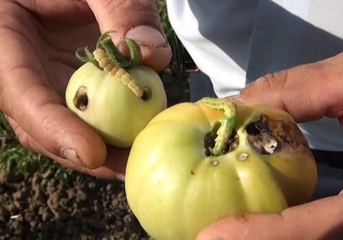 Плантации помидоров в Масаллы уничтожают вредители (Фото)