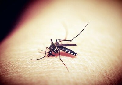 Азиатских тигровых комаров почти истребили в Китае с помощью радиации 