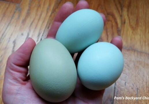 В Азербайджане развели зелёные американские яйца 