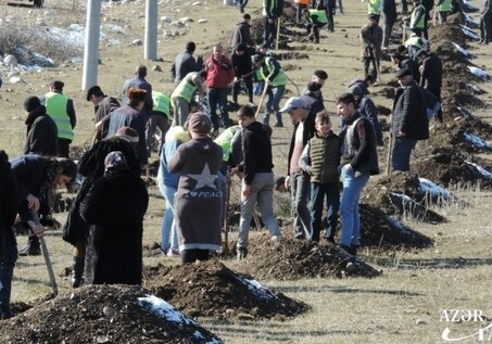 Завтра в Азербайджане будет посажено 650 тысяч деревьев