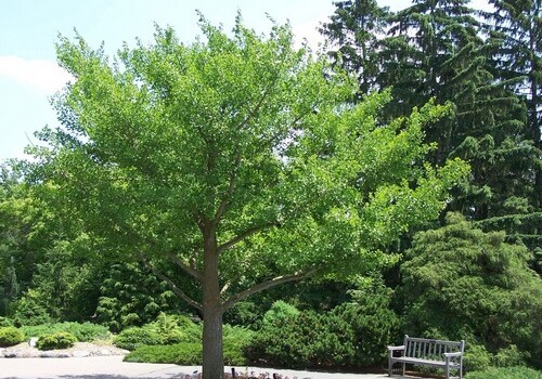 Ученые раскрыли тайну «нестареющих» деревьев