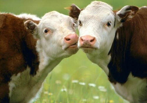 Коровы могут разговаривать друг с другом – Ученые