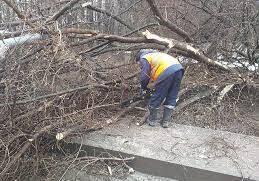 Сильный ветер повалил деревья на линии электропередач и снес кровлю домов – «Азеришыг»