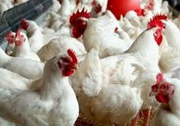 Азербайджан ввел запрет на импорт украинского мяса птицы из-за вспышки птичьего гриппа в Винницкой области