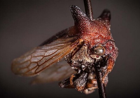 Новый вид насекомых назвали в честь Леди Гаги